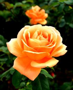 夢の名を持つオレンジ色のバラの写真