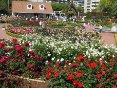 バラ園に赤や白など色とりどりのバラが咲いている写真