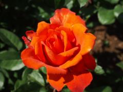 鮮やかなオレンジ色の花びらのバラのアップ写真