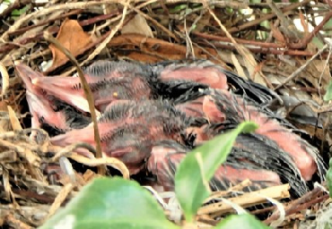 巣の中に生まれたばかりのピンク色のひなが3羽いる写真