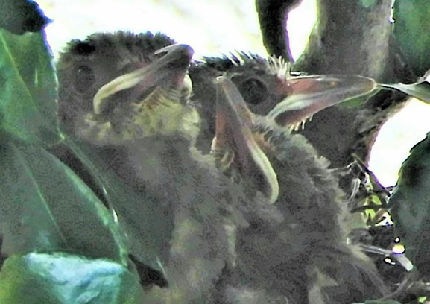 少し大きくなった3匹のひなが、顔を巣から出しているヒヨドリの写真