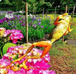 色鮮やかなアジサイの花からジャンプする1匹の雨蛙の写真