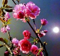 ピンク色の花びらをつけた八重桜の花の部分のアップの写真
