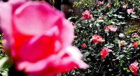 ピンク色した1輪のバラの花をアップで写した写真