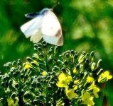 白い蝶々がブロッコリーの花の上を舞っている写真