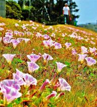 斜面に咲いているピンク色のハマヒルガオの花絨毯の写真