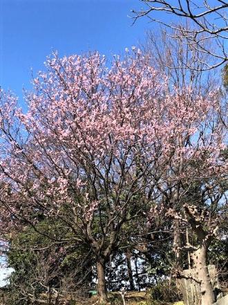 ピンクと白の花が満開の大きな梅の木を写した写真