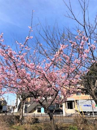 手前に沢山のピンク色の花びらをつけた桜の木があり、後方の建物前に自動車が止まっている様子の写真