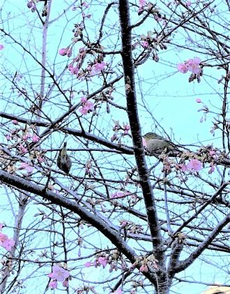2羽のメジロが枝に止まっている桜の木の写真