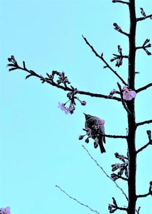 1羽のメジロが桜の木の枝に止まっている様子を下から写した写真
