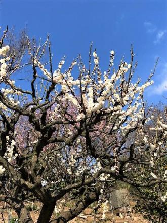 枝に咲く白い梅の花を近くで写した写真