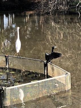 森林公園の池の柵に白サギと、羽をひろげている黒いカワウが止まっている写真