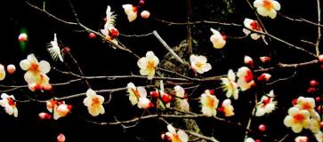 背景が黒い中撮影された3分咲きの白梅の写真