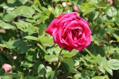 鮮やかなピンク色の花を咲かせたバラの写真