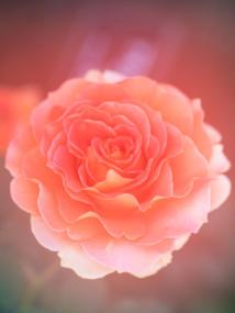 華やかに咲くピンク色のバラ1輪の写真