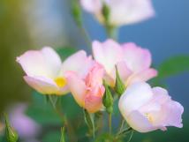 薄いピンク色が混じった小さい白い花が咲いている写真