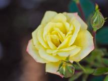 華麗に咲く黄色いバラ1輪のアップの写真