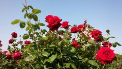 青空の下、鮮やかな赤色のバラの花が咲き誇っている写真