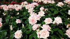 薄ピンク色のプリンセスタカマツという品種のバラの花が咲き誇っている写真