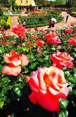 バラ園の赤色のバラが咲き競う様子の写真