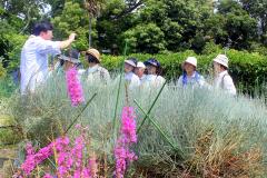 先生の傍に集まって話を聞いている参加者とピンク色の花の植物の写真