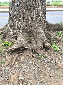 太い根が広がりエイリアンの口のような形をしている樹木の写真