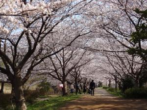 実籾本郷公園の桜並木を歩く人々の写真