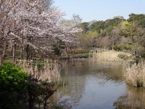 公園内にある旧鴇田家住宅の池と池の傍で咲いている桜の写真