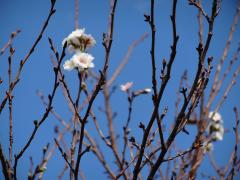 芽が沢山あるなか、少しずつ花を咲かせている桜の写真