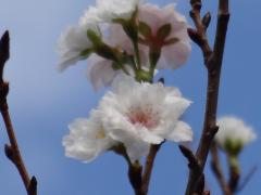 木の枝に咲いている桜の花をアップで写した写真