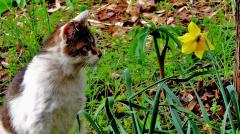 黄色い花を見ている猫の写真