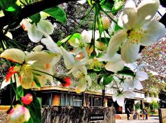 姫りんごの木に咲くたくさんの白い花の写真