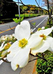 道路沿いに白い花が咲いているハナミズキをアップで撮影した写真