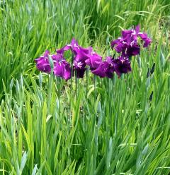 紫色が色鮮やかな菖蒲の花の写真