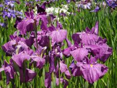 鮮やかな紫色の花菖蒲の写真