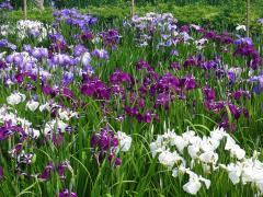 白や紫色などの色とりどりの花菖蒲の写真