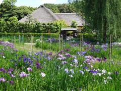 旧鴇田家住宅の前に広がる花菖蒲田の写真