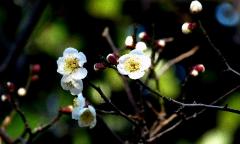 小さな白色の花弁をつけた梅の花が開花した写真