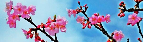 ピンク色の桜の花が枝の先にいくつか咲き始めている児童遊園の早咲き桜の写真
