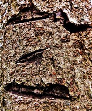 樹皮の傷が目、鼻、口の位置にあり、人の顔のように見える写真