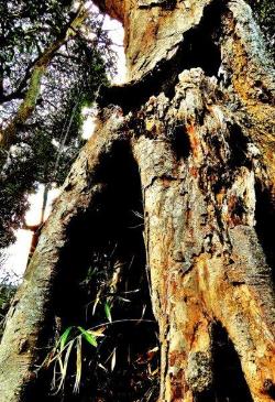 ”洞窟”宿した古木（木の幹が洞窟のように穴が空いていいる古木の写真）