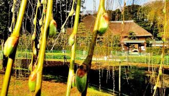 鴇田家の前にある柳の芽吹きを撮影した写真
