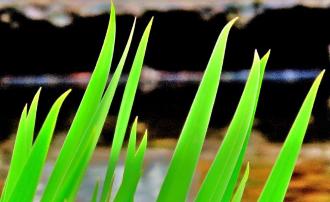 透き通った緑色の菖蒲の緑葉の写真