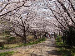 道の両側に桜の木が植えられ、ピンク色の桜の花が綺麗に咲いている桜のトンネルの写真