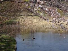 桜の花が枝と桜の木の側にある池に二匹の水鳥が優雅に泳いでいる写真