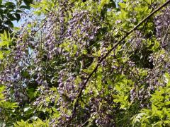 枝の先に房となって垂れ下がる薄紫色のフジの花の写真