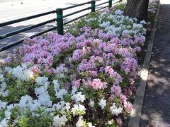 ハミングロードの植樹帯に咲く白色やピンク色の綺麗なつつじの花の写真