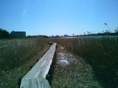 雲のない青空の下、両側に草が生い茂る視界の開けた遊歩道が奥へ続いている写真