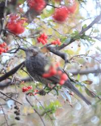 赤い実をついばんでいる鳥をアップで撮影した写真