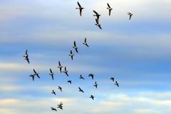 薄雲のある上空を飛んでいる鳥の群れの写真